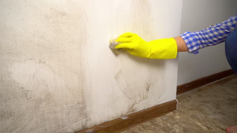  South Fulton, GA Mold Removal Pros